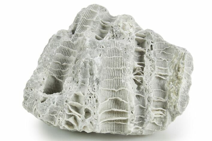 Silurian Dolostone w/ Sparkling Fossil Coral (Fletcheria) - Ohio #346085